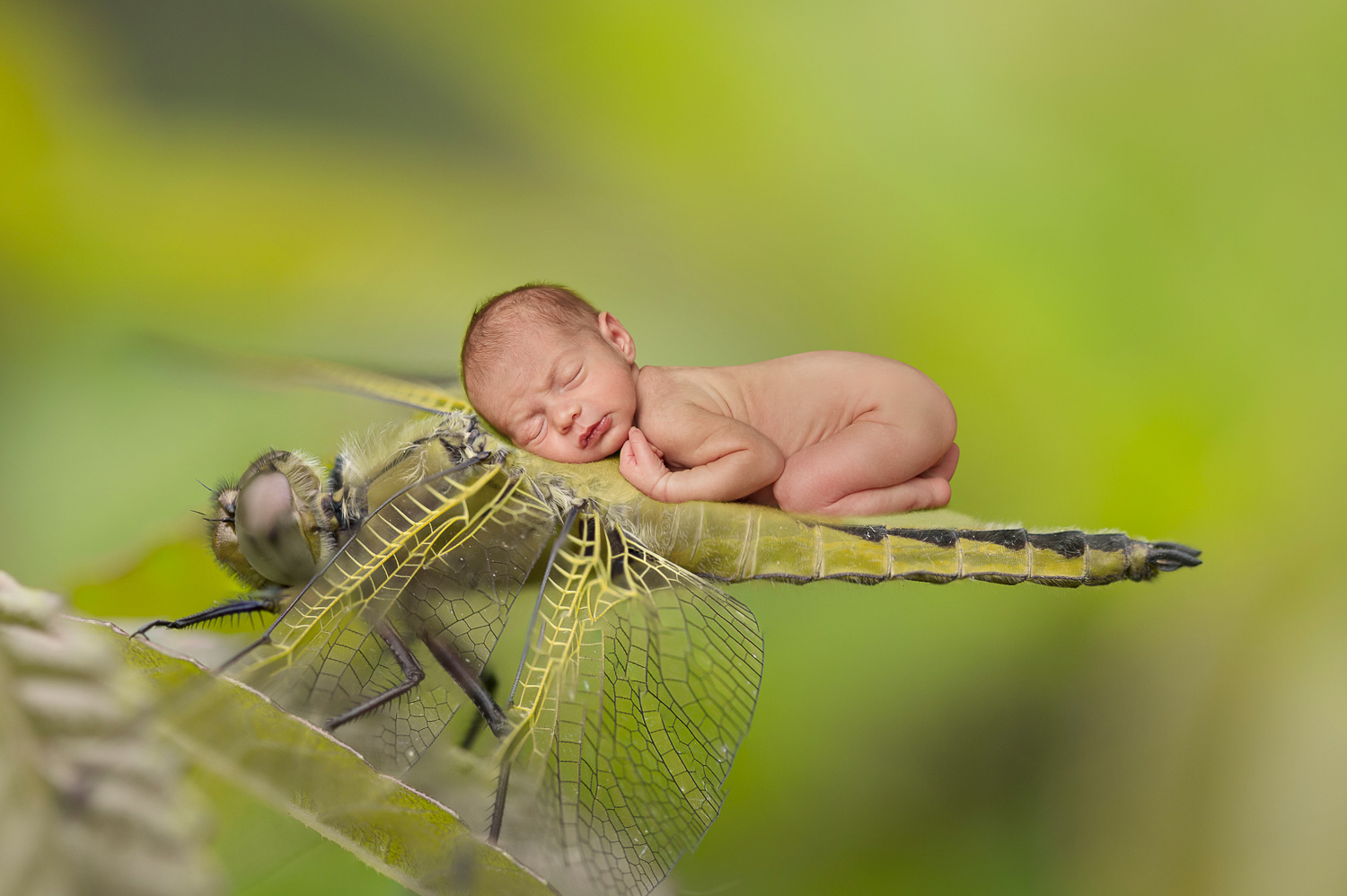 Newborn session Oakton, VA